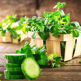 Garden Mint and Cucumber