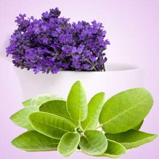 Lavender sage